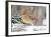 Nothern Cardinal-Gary Carter-Framed Photographic Print