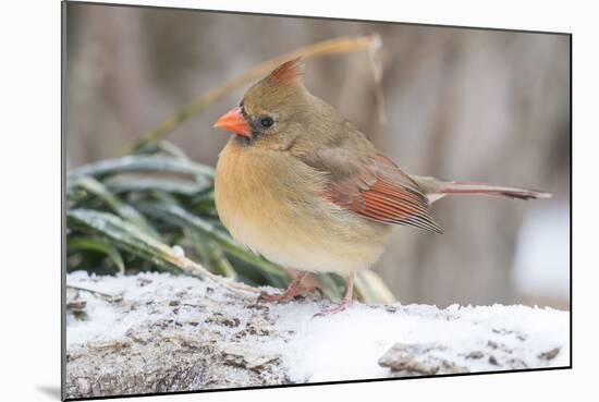 Nothern Cardinal-Gary Carter-Mounted Photographic Print