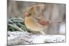 Nothern Cardinal-Gary Carter-Mounted Photographic Print