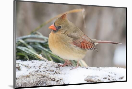 Nothern Cardinal-Gary Carter-Mounted Photographic Print