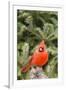 Nothern Cardinal-Gary Carter-Framed Photographic Print