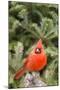 Nothern Cardinal-Gary Carter-Mounted Photographic Print