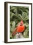 Nothern Cardinal-Gary Carter-Framed Photographic Print