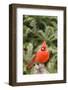 Nothern Cardinal-Gary Carter-Framed Photographic Print