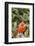 Nothern Cardinal-Gary Carter-Framed Photographic Print