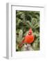 Nothern Cardinal-Gary Carter-Framed Photographic Print