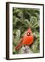 Nothern Cardinal-Gary Carter-Framed Photographic Print