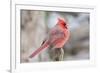 Nothern Cardinal-Gary Carter-Framed Photographic Print