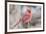 Nothern Cardinal-Gary Carter-Framed Photographic Print