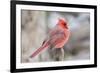 Nothern Cardinal-Gary Carter-Framed Photographic Print