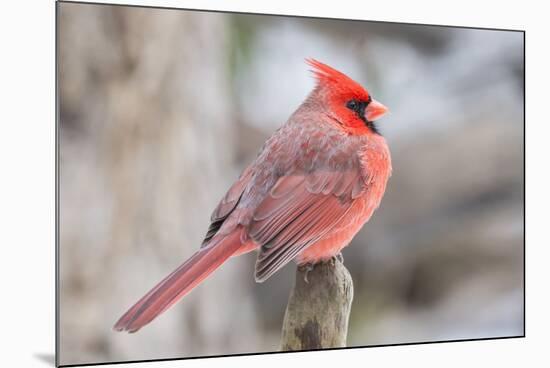 Nothern Cardinal-Gary Carter-Mounted Photographic Print