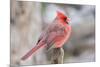 Nothern Cardinal-Gary Carter-Mounted Photographic Print