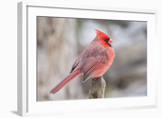 Nothern Cardinal-Gary Carter-Framed Photographic Print