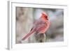 Nothern Cardinal-Gary Carter-Framed Photographic Print