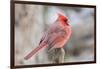 Nothern Cardinal-Gary Carter-Framed Photographic Print