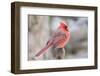 Nothern Cardinal-Gary Carter-Framed Photographic Print