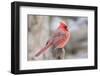 Nothern Cardinal-Gary Carter-Framed Photographic Print