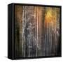 Nothing Gold Can Stay-Ursula Abresch-Framed Stretched Canvas