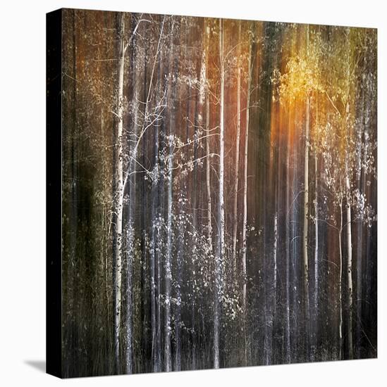 Nothing Gold Can Stay-Ursula Abresch-Stretched Canvas