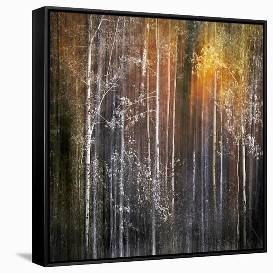 Nothing Gold Can Stay-Ursula Abresch-Framed Stretched Canvas