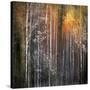 Nothing Gold Can Stay-Ursula Abresch-Stretched Canvas