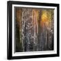 Nothing Gold Can Stay-Ursula Abresch-Framed Photographic Print