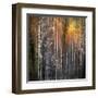 Nothing Gold Can Stay-Ursula Abresch-Framed Premium Photographic Print