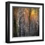 Nothing Gold Can Stay-Ursula Abresch-Framed Premium Photographic Print