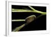 Notonecta Glauca (Water Boatman, Backswimmer) - Egg on Aquatic Plant-Paul Starosta-Framed Photographic Print