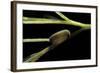 Notonecta Glauca (Water Boatman, Backswimmer) - Egg on Aquatic Plant-Paul Starosta-Framed Photographic Print