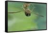 Notonecta Glauca (Water Boatman, Backswimmer)-Paul Starosta-Framed Stretched Canvas