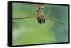 Notonecta Glauca (Water Boatman, Backswimmer)-Paul Starosta-Framed Stretched Canvas