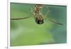 Notonecta Glauca (Water Boatman, Backswimmer)-Paul Starosta-Framed Photographic Print