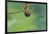 Notonecta Glauca (Water Boatman, Backswimmer)-Paul Starosta-Framed Photographic Print