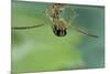 Notonecta Glauca (Water Boatman, Backswimmer)-Paul Starosta-Mounted Photographic Print