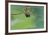 Notonecta Glauca (Water Boatman, Backswimmer)-Paul Starosta-Framed Photographic Print