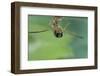 Notonecta Glauca (Water Boatman, Backswimmer)-Paul Starosta-Framed Photographic Print