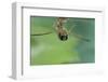 Notonecta Glauca (Water Boatman, Backswimmer)-Paul Starosta-Framed Photographic Print