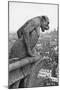 Notre Dame Cathedral Gargoyle Paris-null-Mounted Premium Photographic Print