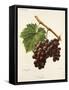 Noubi Grape-A. Kreyder-Framed Stretched Canvas