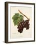 Noubi Grape-A. Kreyder-Framed Giclee Print
