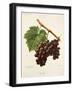 Noubi Grape-A. Kreyder-Framed Giclee Print