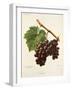 Noubi Grape-A. Kreyder-Framed Giclee Print