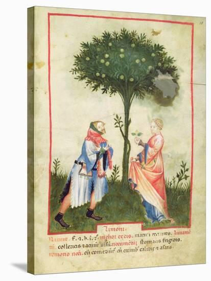 Nouv Acq Lat 1673 Fol.18 Harvesting Lemons, from 'Tacuinum Sanitatis', C.1390-1400-Italian School-Stretched Canvas