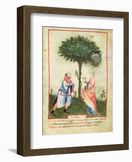 Nouv Acq Lat 1673 Fol.18 Harvesting Lemons, from 'Tacuinum Sanitatis', C.1390-1400-Italian School-Framed Giclee Print