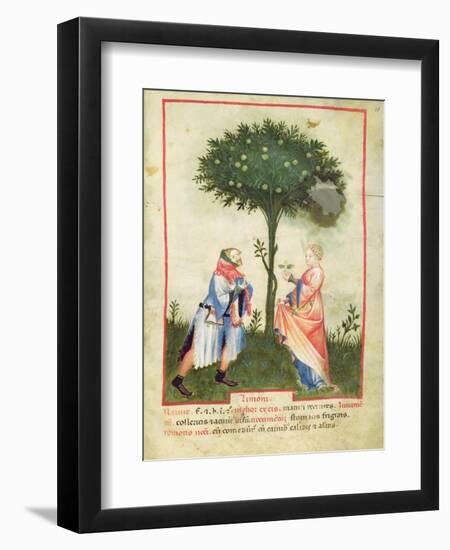 Nouv Acq Lat 1673 Fol.18 Harvesting Lemons, from 'Tacuinum Sanitatis', C.1390-1400-Italian School-Framed Giclee Print