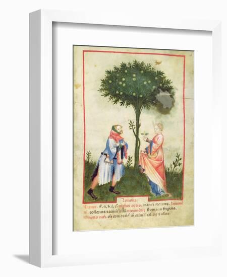 Nouv Acq Lat 1673 Fol.18 Harvesting Lemons, from 'Tacuinum Sanitatis', C.1390-1400-Italian School-Framed Giclee Print