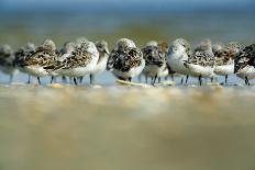 Sanderling (Calidris Alba) Flock Roosting, Böhl, Germany, April 2009-Nov?k-Mounted Photographic Print