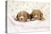 Nova Scotia Duck Tolling Retriever Puppies (6 Weeks)-null-Stretched Canvas