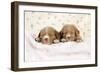 Nova Scotia Duck Tolling Retriever Puppies (6 Weeks)-null-Framed Photographic Print